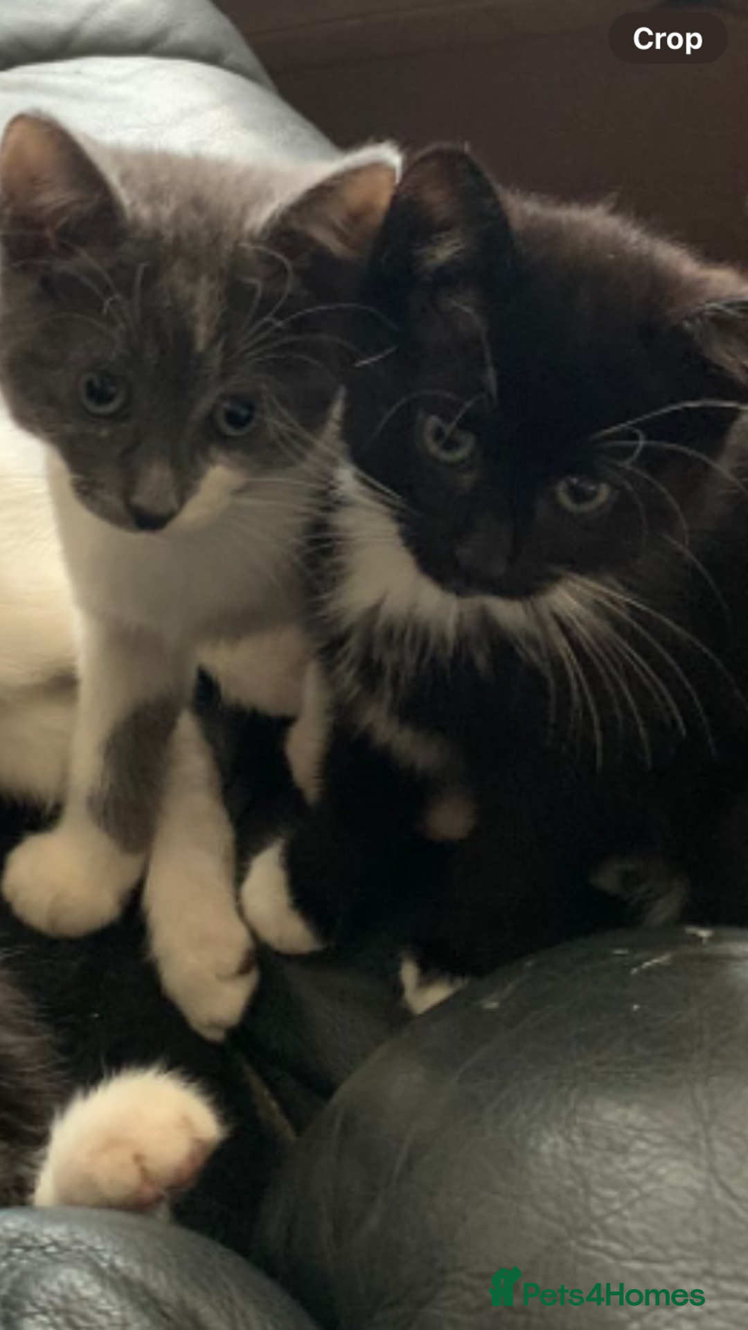 Siamese cats for sale: kittens for sell  - Image 2