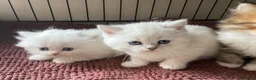Munchkin cats for sale: 7 weeks old Full Pedigree Munchkin Kittens - Advert 13