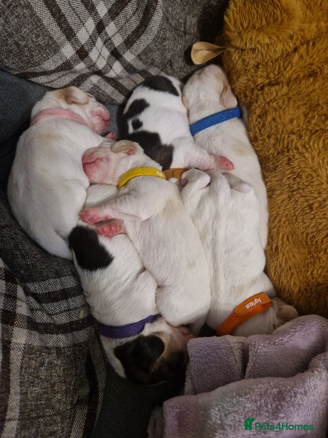 Beagle dogs for sale: Beagle Babies - Advert 4