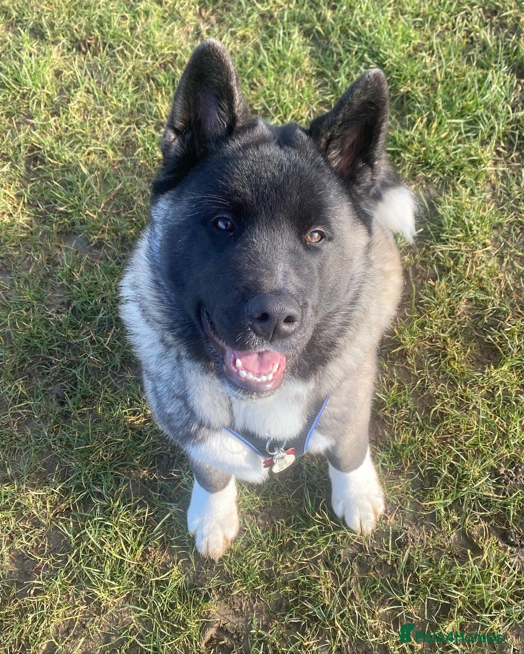 Akita dogs for sale: 4 year old Akita  - Image 37