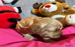 Cavapoochon dogs for sale: Cavapoochon Puppies ready from 20th December 2025  - Advert 15