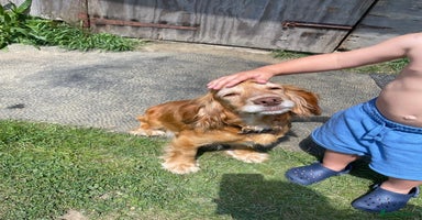 Cocker Spaniel dogs in Maidstone - Advert 1