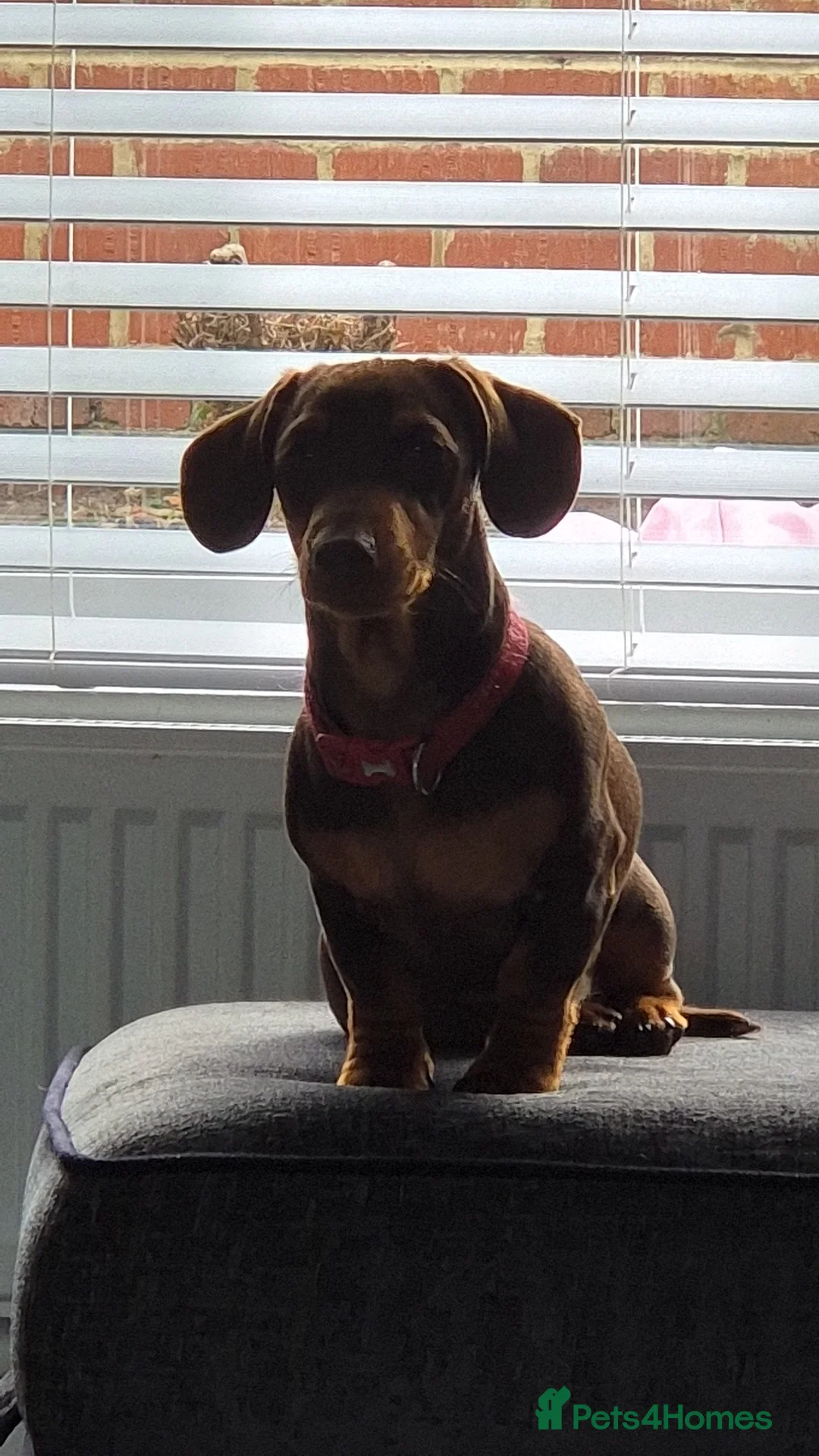 Miniature Dachshund dogs for stud: STUD available  - Advert 18