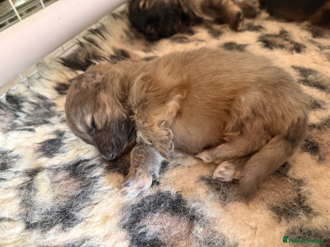German Shepherd dogs for sale: 5 health tested kc reg German shepherd pups - Image 5