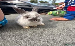 Mini Lop rabbits for sale: Mini Lop baby bunnies  - Image 4