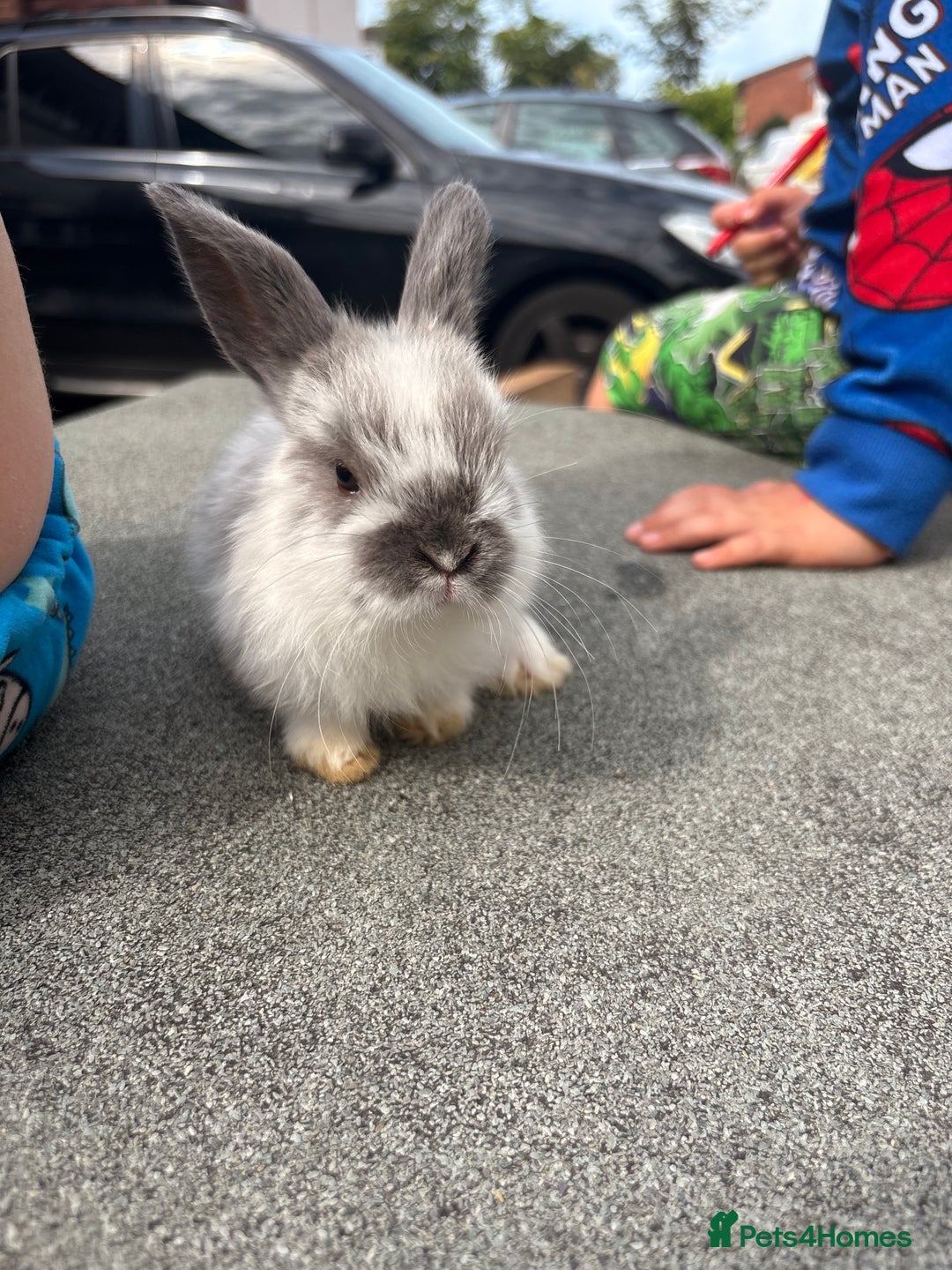 Mini Lop rabbits for sale: Mini Lop baby bunnies  - Image 4
