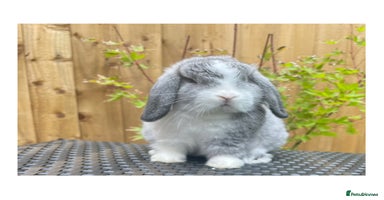 Mini Lop rabbits - Advert 1
