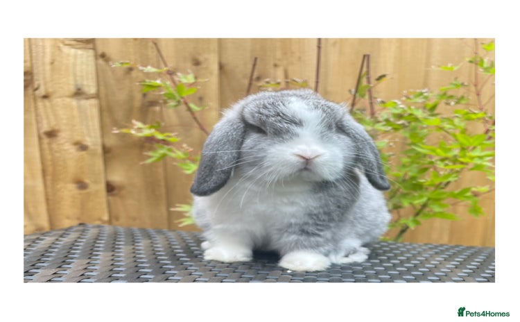 Mini Lop rabbits - Advert 9