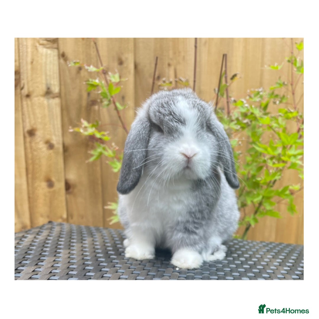 Mini Lop rabbits for sale: Beautiful baby minilops available  - Image 2