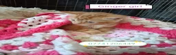 Mixed Breed cats for sale: Ginger kittens 3 girls 3 boys - Advert 7