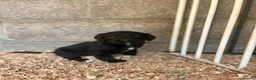 Springador dogs for sale: Black Springador Puppies For Sale - Advert 5