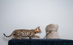Bengal cats for sale: Stunning Bengal Girl- Top TICA pedigree- Ready NOW - Advert 16
