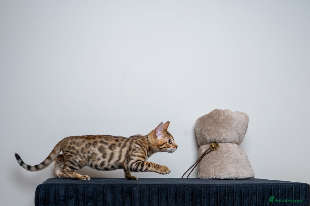 Bengal cats for sale: Stunning Bengal Girl- Top TICA pedigree- Ready NOW - Advert 16