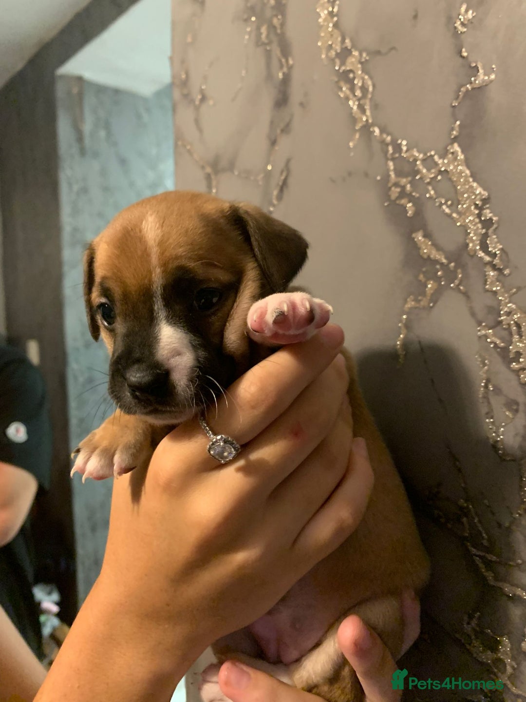 Jug dogs for sale: Beautiful litter of jack russle x jug - Image 17