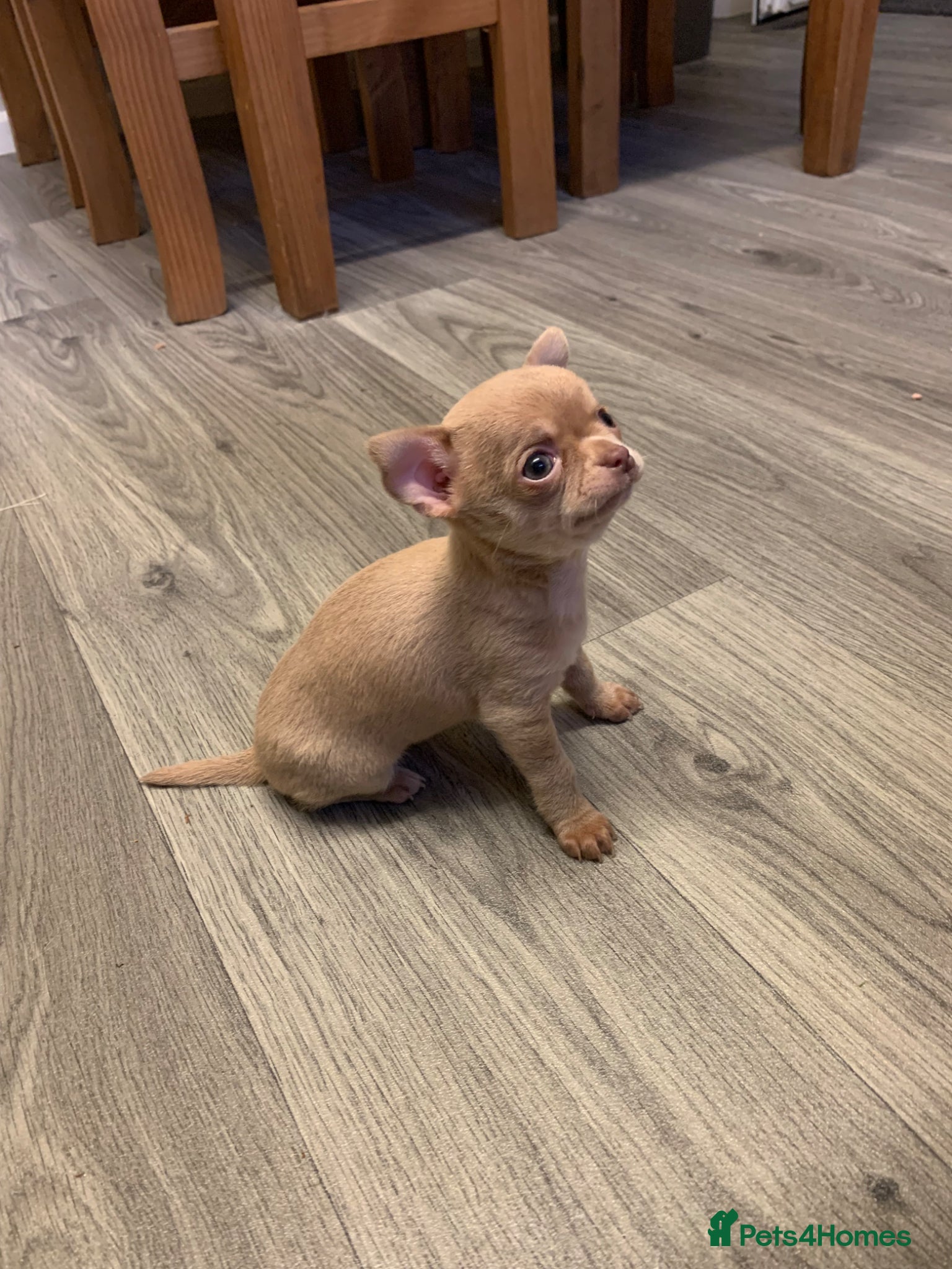 Chihuahua dogs 2 beautiful applehead  **  girls 💕 - Advert 2