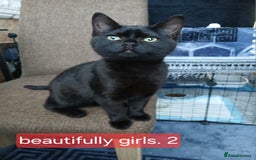 Bombay cats for sale: Three precious female kittens - Image 2