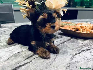 Mixed Breed dogs Pedigree Yorkshire terrier ready for new homes - Advert 2