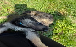 German Shepherd dogs for sale: German shepherd puppies  - Image 32
