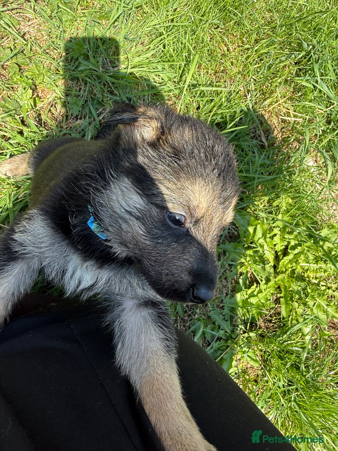 German Shepherd dogs for sale: German shepherd puppies  - Image 32