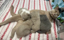 British Shorthair cats for sale: 💙GCCF BSH Kittens🩷 - Image 7