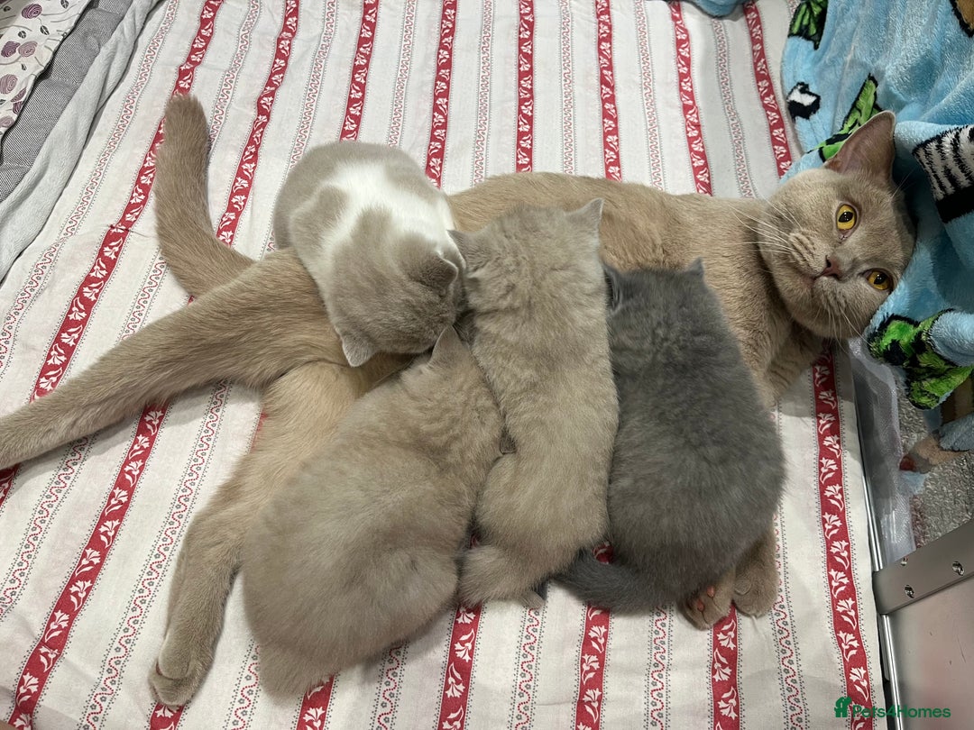 British Shorthair cats for sale: 💙GCCF BSH Kittens🩷 - Image 7