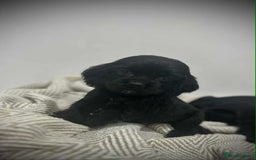 Mixed Breed dogs for sale: American x working cocker spaniel - Advert 12