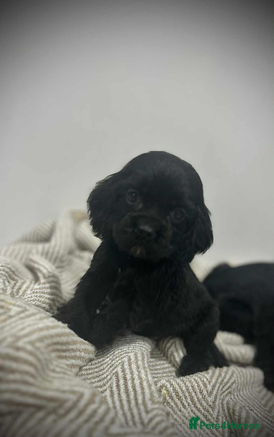 Mixed Breed dogs for sale: American x working cocker spaniel - Advert 12