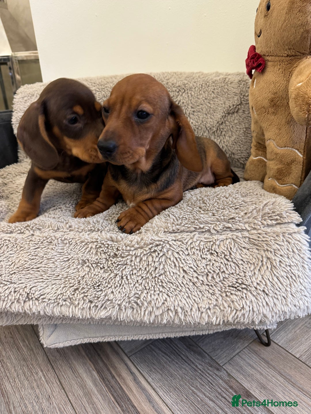 Miniature Dachshund dogs for sale: Miniature dachshund  - Advert 14