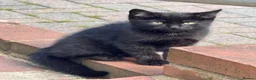 Mixed Breed cats for sale: 6 female Kittens. Black and tortoise.  - Advert 14