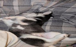 Siberian Husky dogs for stud: Olly - Husky Malamute - Image 4