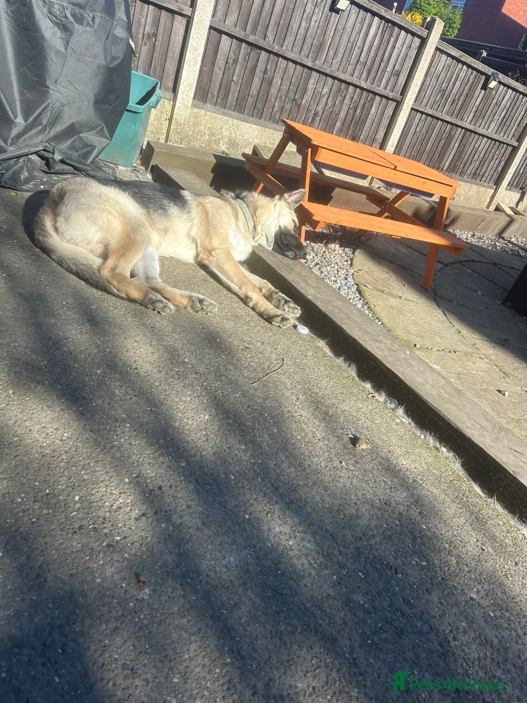 Shepsky dogs for sale: Blaze  in Barnsley - Advert 6