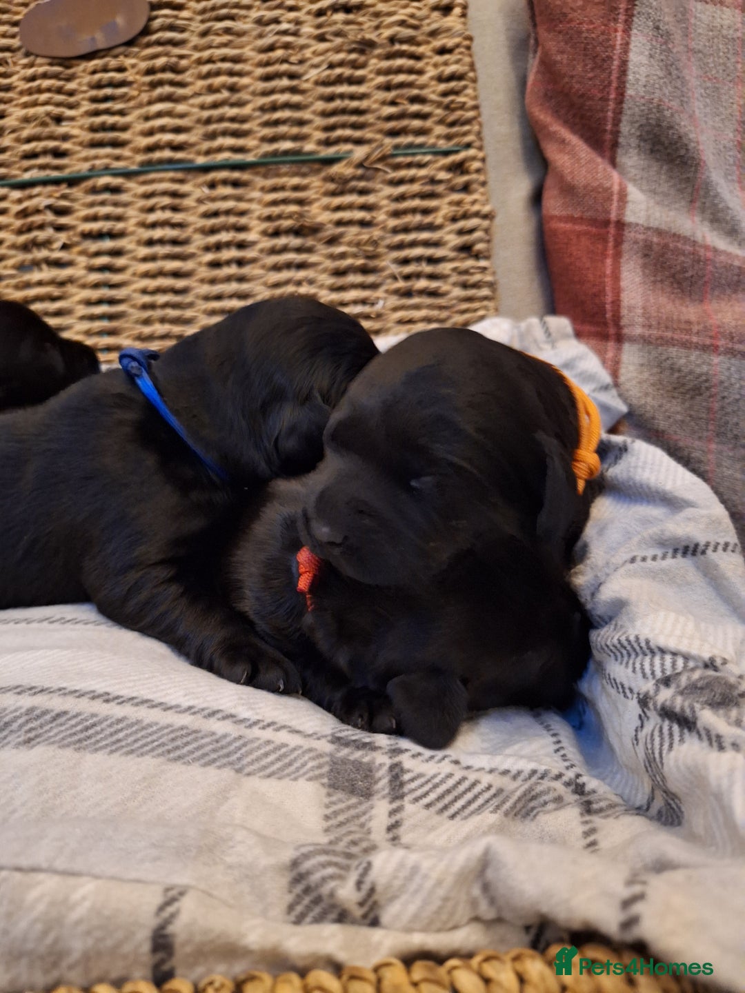 Cockerdor dogs for sale: stunning cockerdors (1left)🐶 5⭐️ licensed breeder - Advert 19