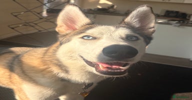Siberian Husky dogs - Advert 2