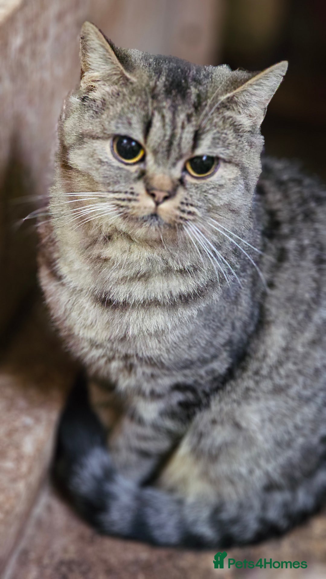 Mixed Breed cats for sale: Beautiful British Shorthair Tabby Female Kittens - Image 17