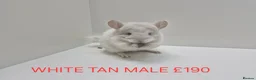 Chinchilla rodents for sale: STUNNING BABIES CHINCHILLA MIX COLOURS AND GENDER  in Sutton-in-Ashfield - Advert 1
