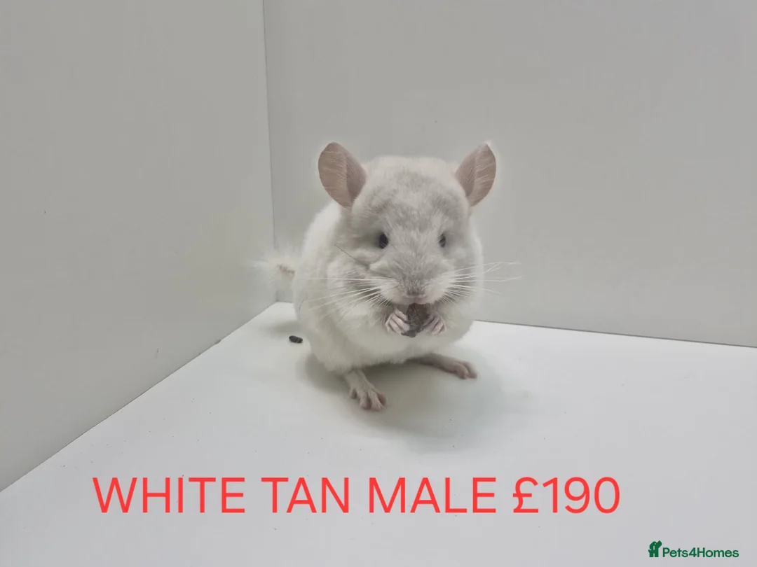 Chinchilla rodents for sale: STUNNING BABIES CHINCHILLA MIX COLOURS AND GENDER  in Sutton-in-Ashfield - Advert 1