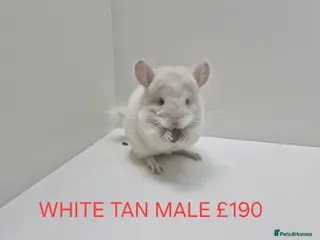 Chinchilla rodents STUNNING BABIES CHINCHILLA MIX COLOURS AND GENDER - Advert 1
