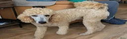 Standard Poodle dogs for stud: FOR STUD ONLY - Watson - Advert 7