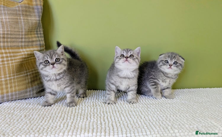 Scottish Fold cats - Advert 9