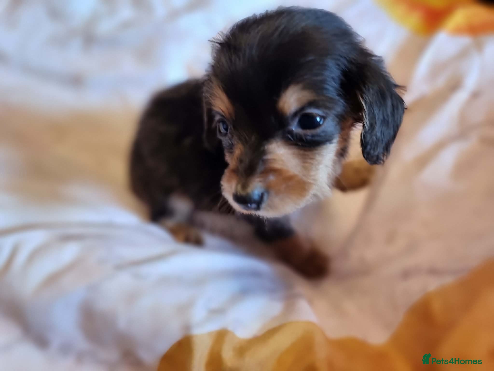 Miniature Dachshund dogs Long Haired Miniature Dachshund Puppies - Advert 9