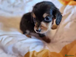 Miniature Dachshund dogs Long Haired Miniature Dachshund Puppies - Advert 9