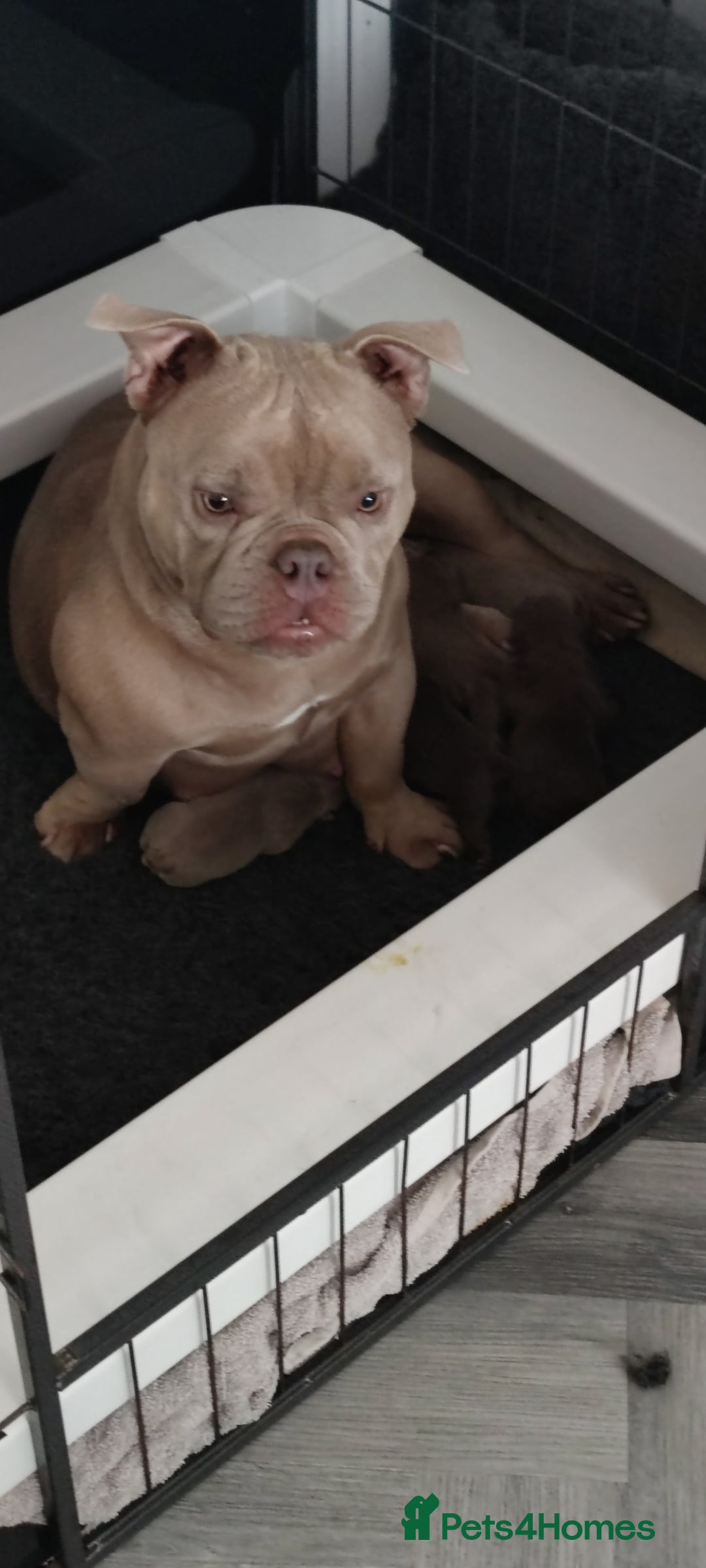 American Bully dogs for sale: Micro Exotic Bully ABR Females - Image 10