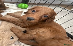 Irish Doodle dogs for sale: Irish doodles - Image 11