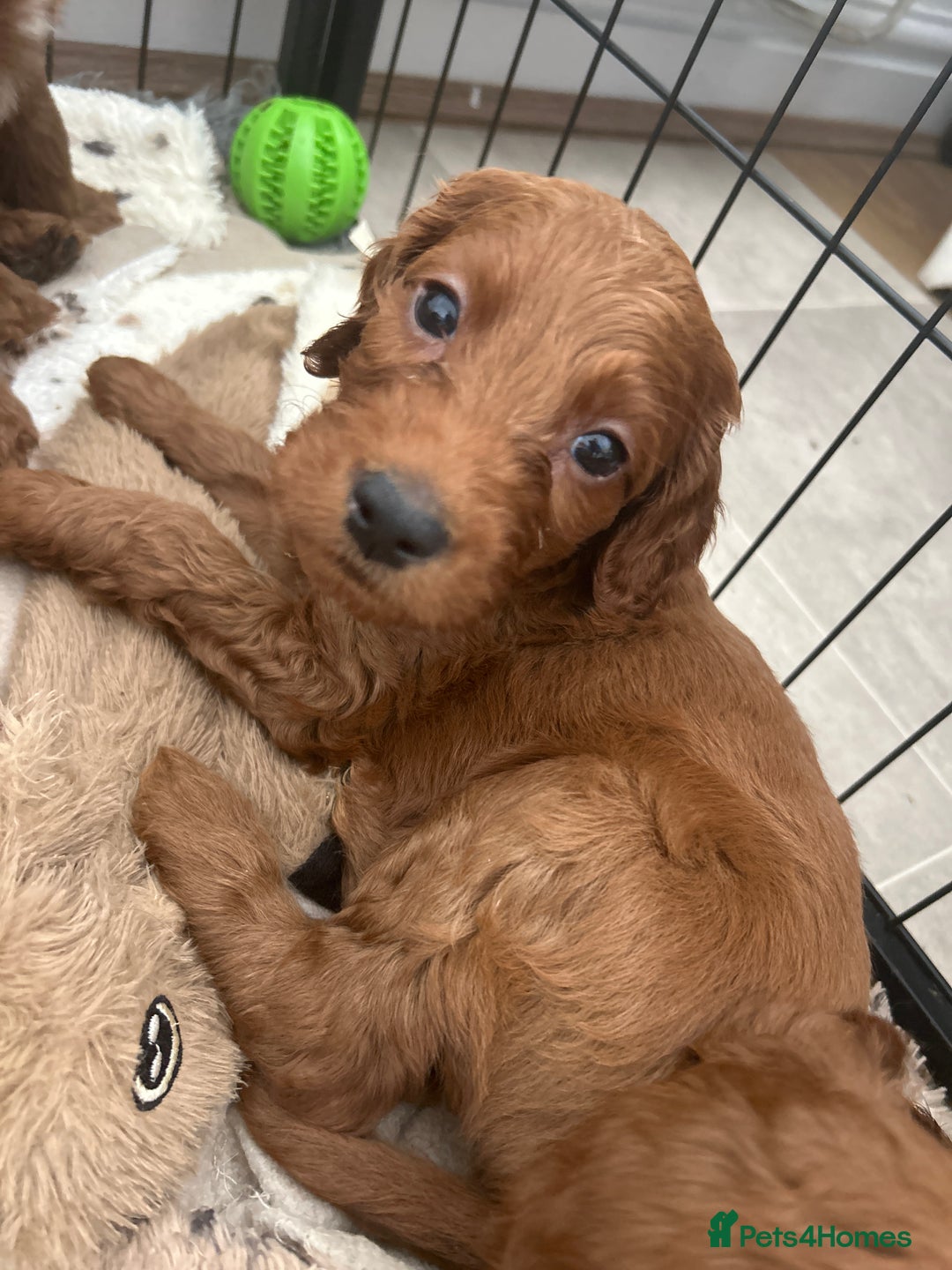 Irish Doodle dogs for sale: Irish doodles - Image 11