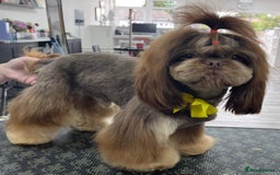 Shih Tzu dogs for stud: stunning dobie stud boy in Doncaster - Image 1