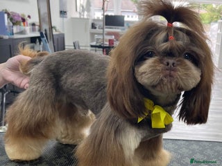 Shih Tzu dogs in Doncaster - Advert 12