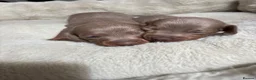 Miniature Dachshund dogs for sale: Mini dachshunds available  in Willenhall - Advert 19