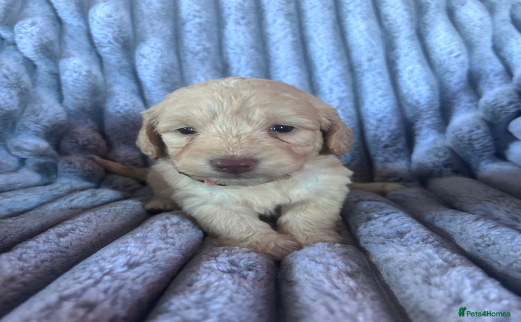 Cockapoo dogs GORGEOUS LITTER OF COCKAPOO’S - Advert 1