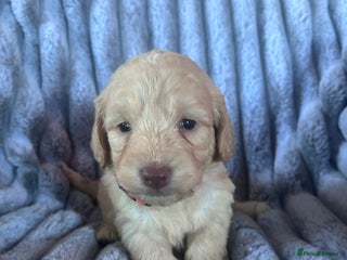 Cockapoo dogs GORGEOUS LITTER OF COCKAPOO’S - Advert 1