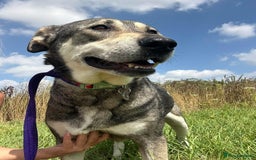 Mixed Breed dogs for adoption: Shirley - Norwich Norfolk  - Image 10